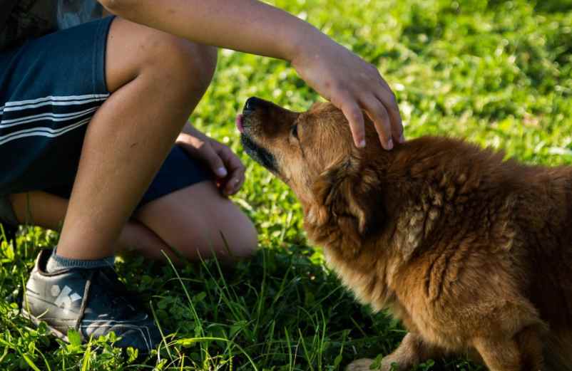 Comment calculer l’âge d’un chien en âge humain ?