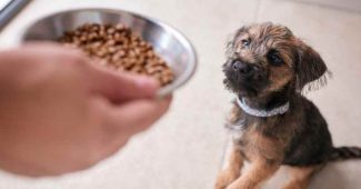 Comment calculer la ration alimentaire mensuelle de son chien par mois ?