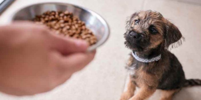 Comment calculer la ration alimentaire mensuelle de son chien par mois ?