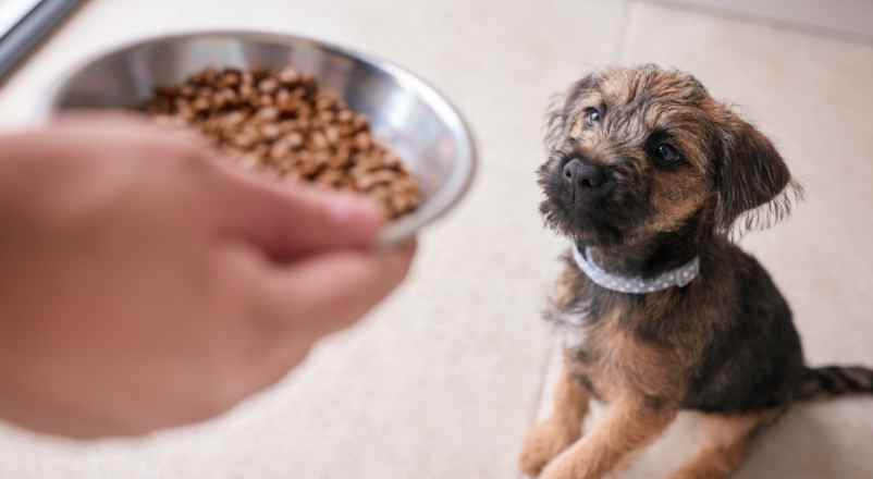 Comment calculer la ration alimentaire mensuelle de son chien par mois ?