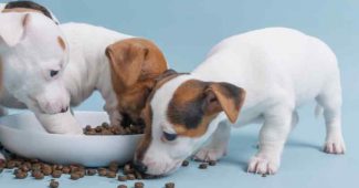 Comment calculer la bonne quantité de croquettes pour un chiot ? CommentCalculer.fr