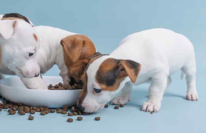 Comment calculer la bonne quantité de croquettes pour un chiot ? CommentCalculer.fr