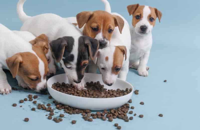 La composition des croquettes CommentCalculer.fr